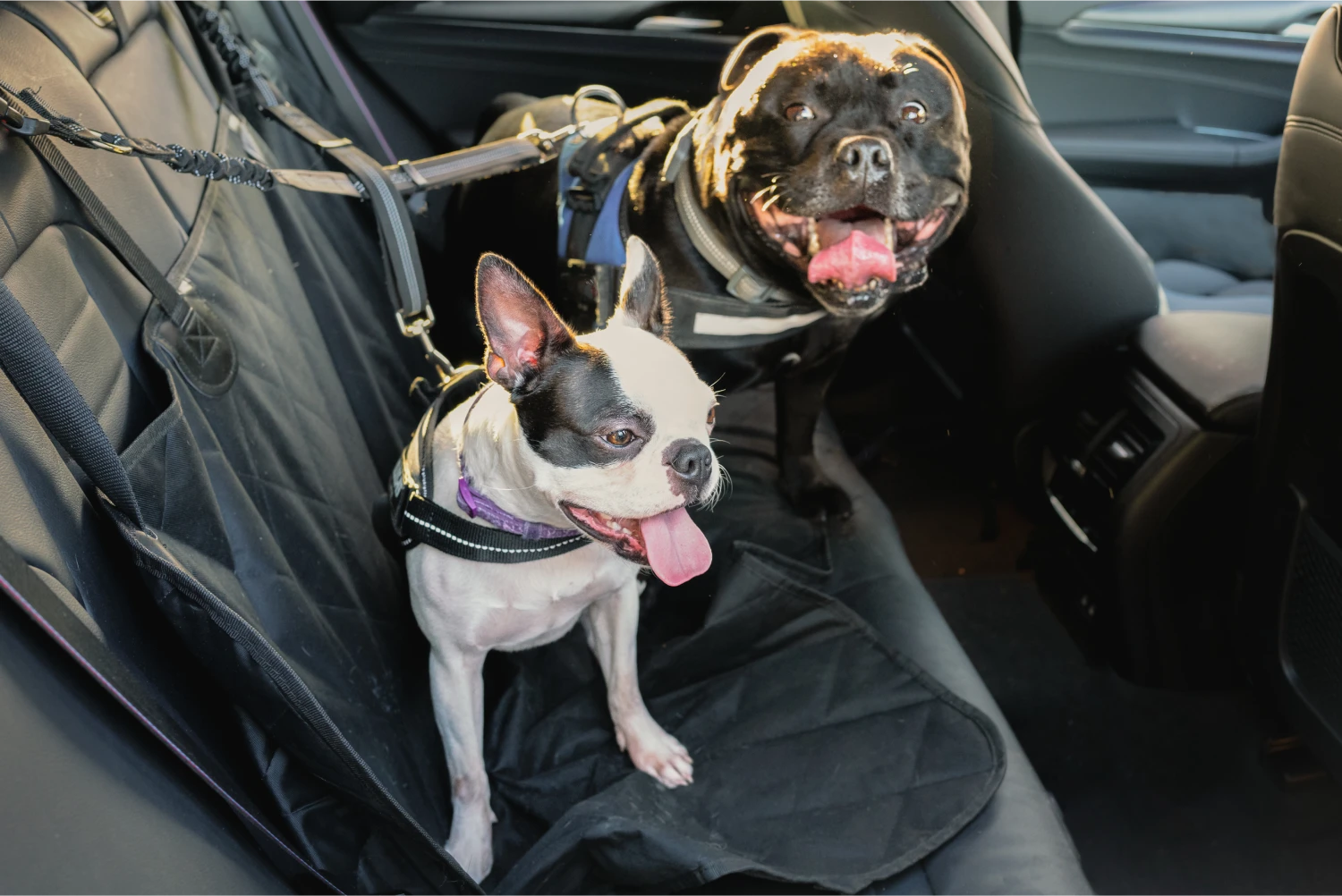 Vizslas Dog Car Seat Belt for Toyota Tacoma