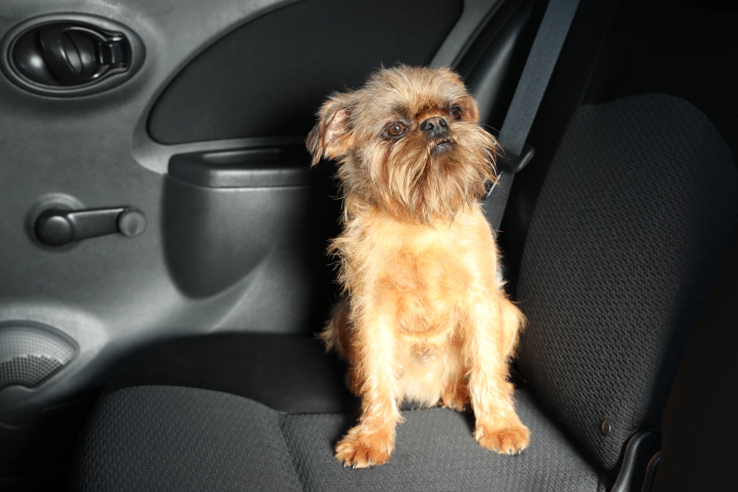 Kia Optima Dog Car Seat Belt for Brussels Griffons