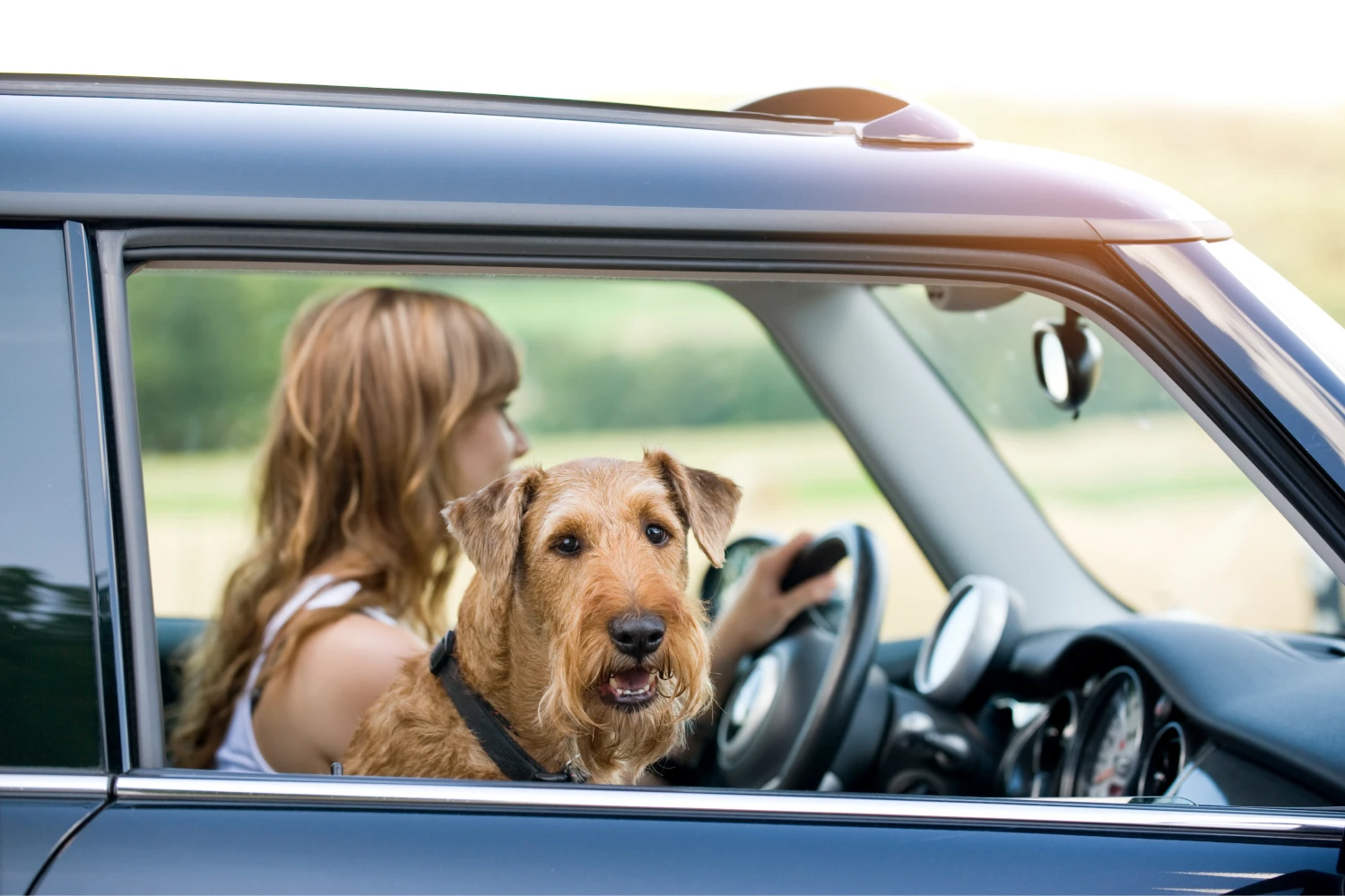 Toyota Camry Dog Car Seat for Irish Terriers