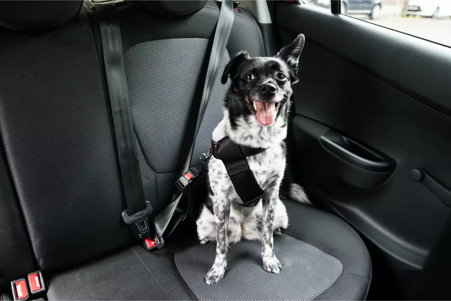 Bulldogs Dog Car Seat Belt for Tesla Model 3