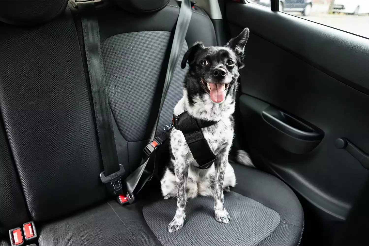 Mercedes-Benz GLC Dog Car Seat Belt for Bull Terriers