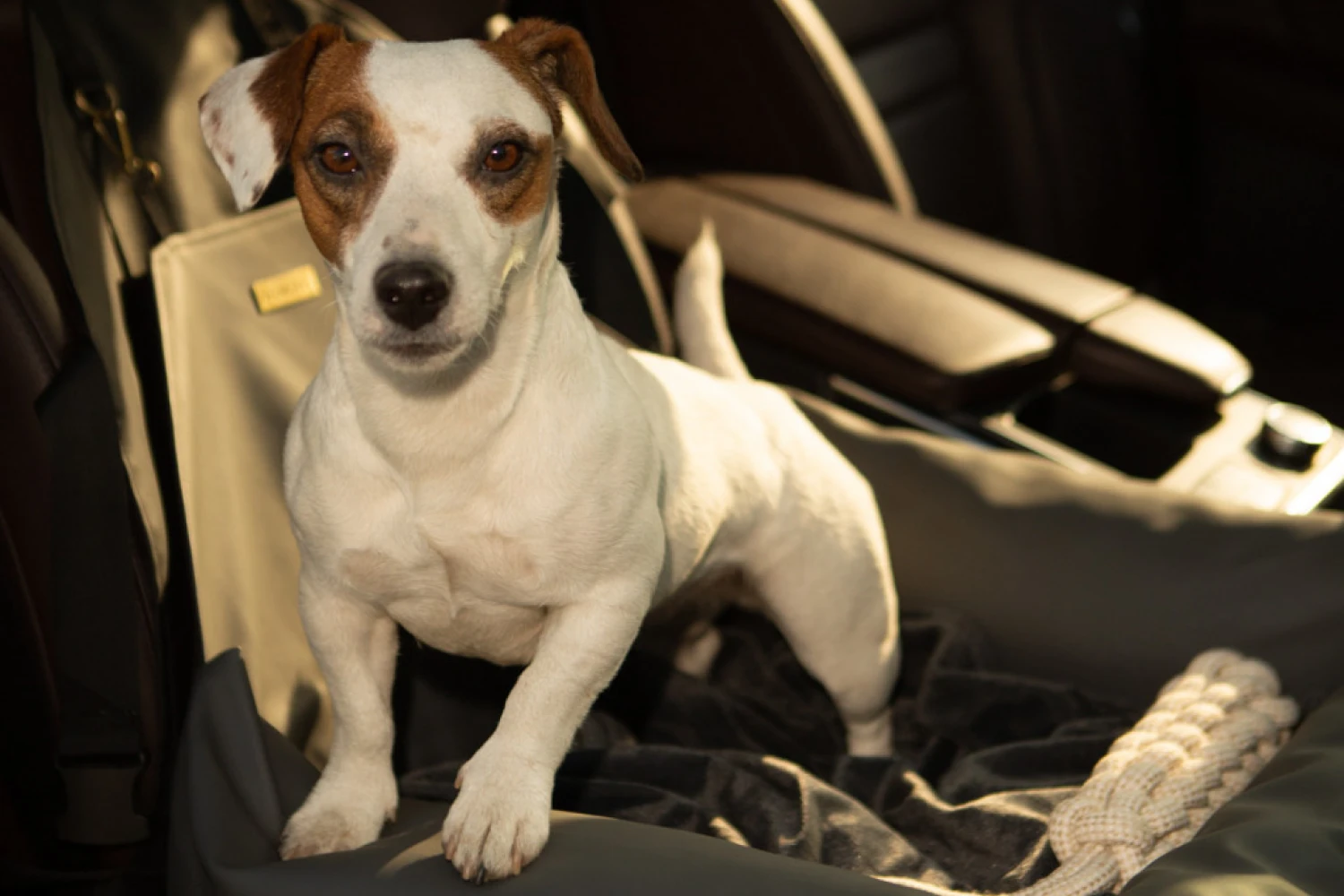 Nissan Sentra Dog Car Seat for American Eskimo Dogs