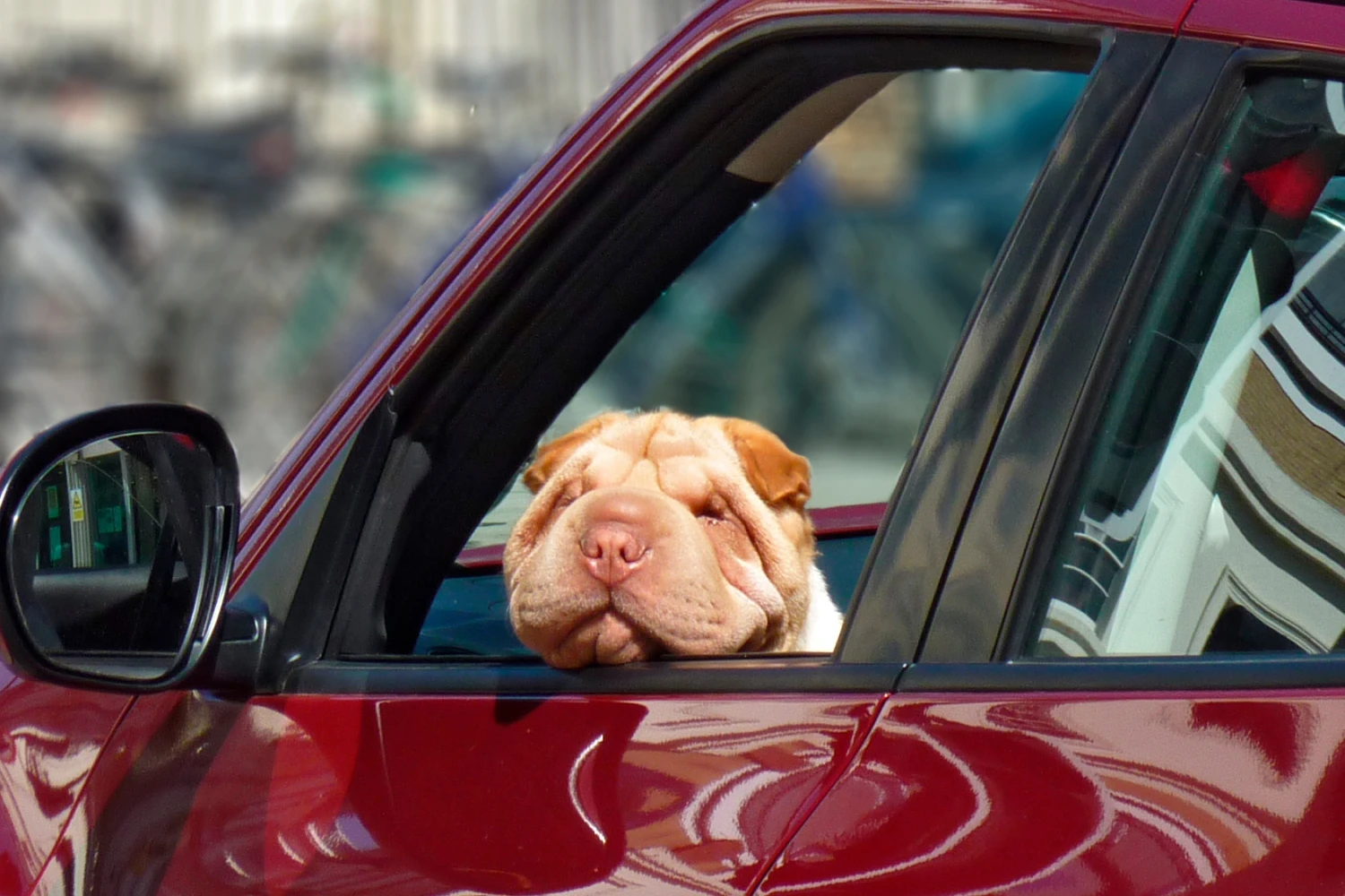 Ford Escape Dog Safety Belt for Chinese Shar-Pei