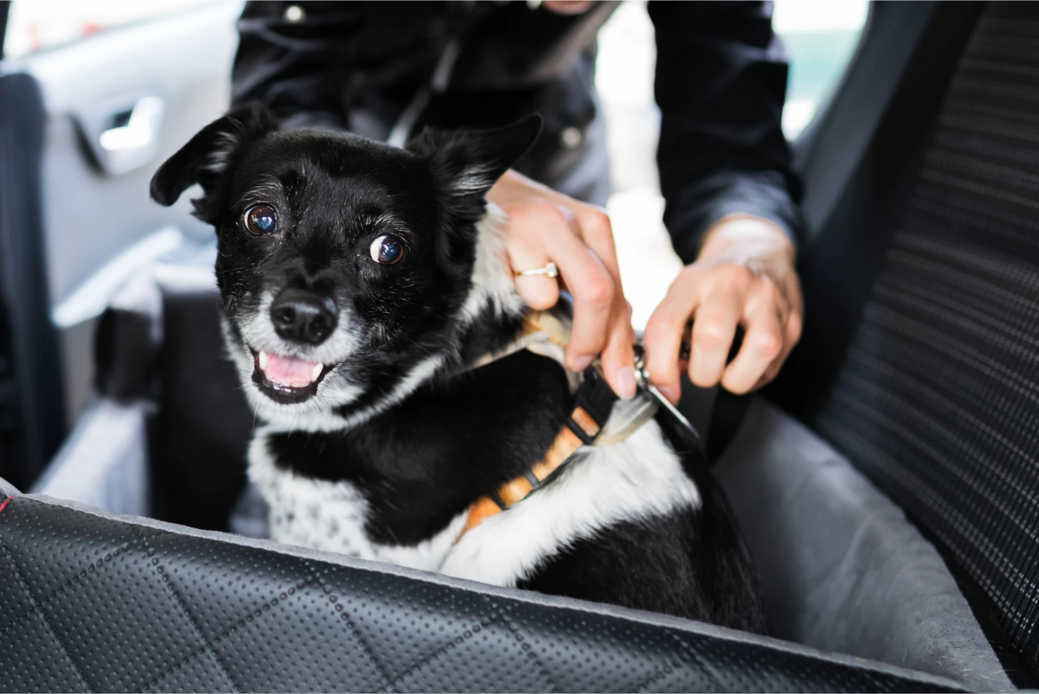 Great Pyrenees Dog Car Seat Belt for Toyota Highlander
