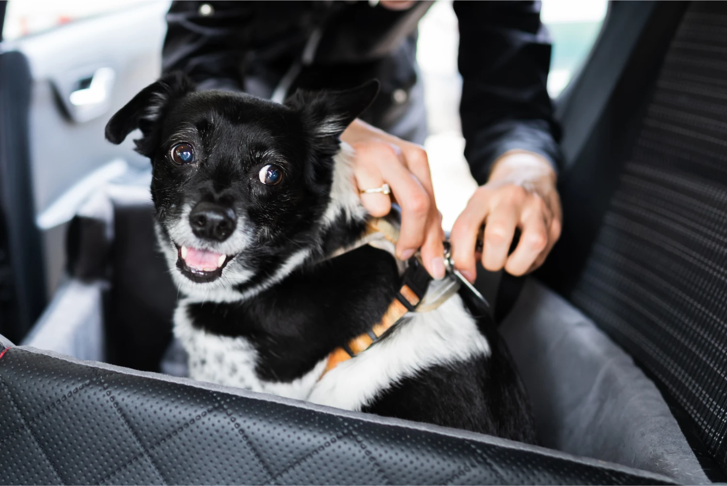 Chevrolet Camaro Dog Safety Belt for Bloodhounds