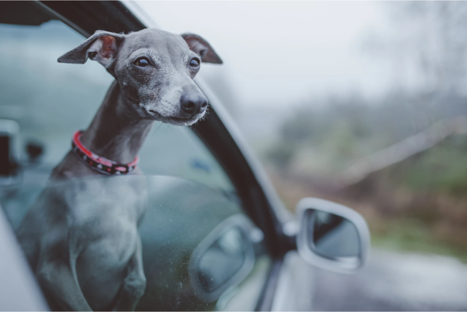 GMC Sierra Dog Safety Belt for Italian Greyhounds