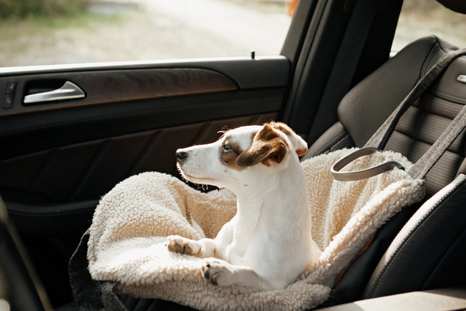 Australian Terrier Dog Carrier Car Seat for Kia Telluride