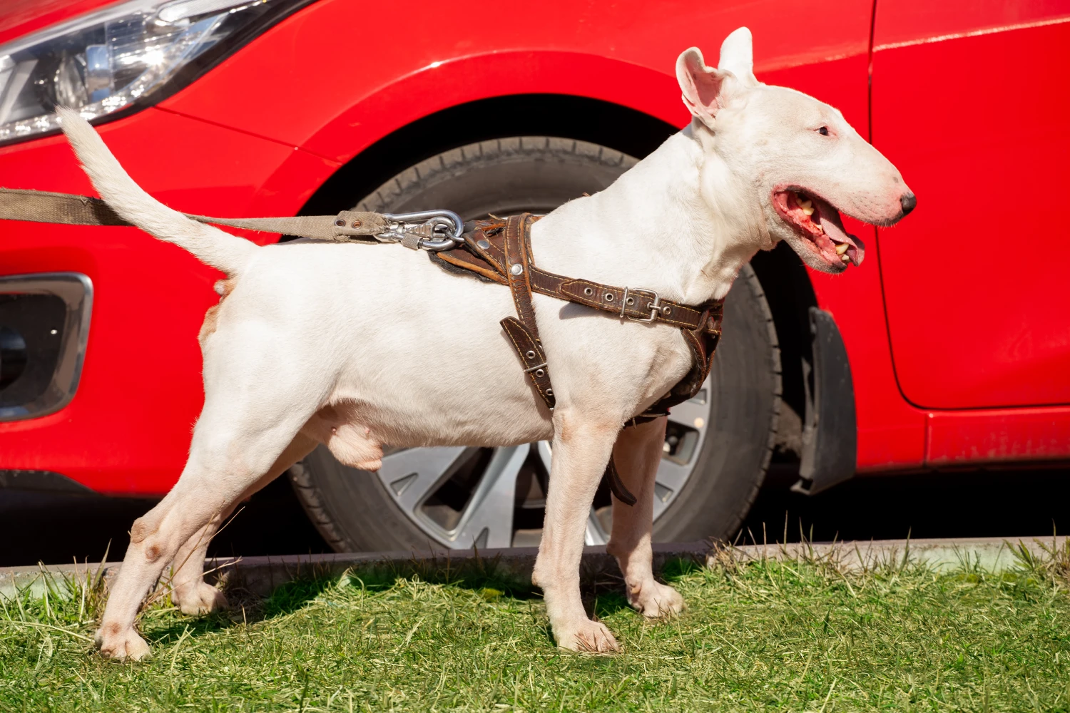 Mercedes-Benz GLC Dog Car Seat Belt for Bull Terriers