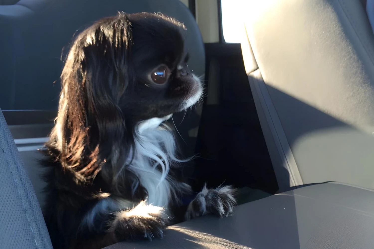 Toyota Camry Dog Carrier Car Seat for Japanese Chin