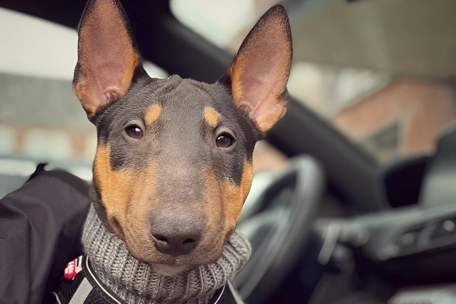 Dog Carrier Purse for Miniature Bull Terrier